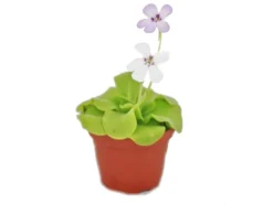 Hot Exotenherz Fettkraut Pinguicula Überraschungssorte 9cm Topf