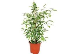 Exotenherz Ficus Benjamini Twilight Birkenfeige 14cm< Töpfe