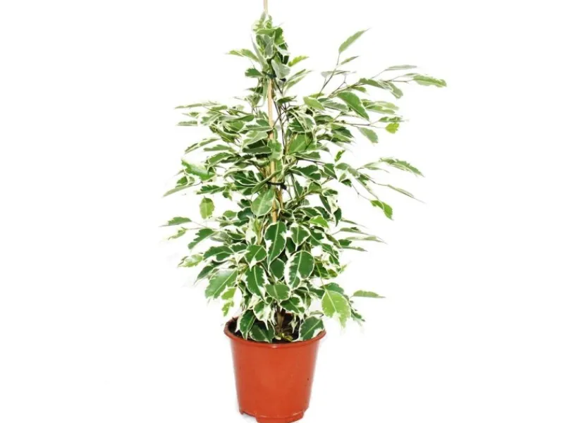 Exotenherz Ficus Benjamini Twilight Birkenfeige 14cm< Töpfe