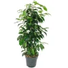 Clearance Exotenherz Ficus Benjamini Danielle im 17cm Topf