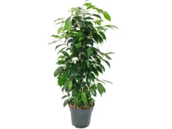 Clearance Exotenherz Ficus Benjamini Danielle im 17cm Topf