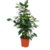 Discount Exotenherz Ficus Benjamini Danielle Birkenfeige 14cm