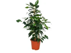 Discount Exotenherz Ficus Benjamini Danielle Birkenfeige 14cm