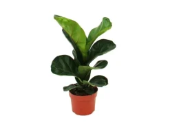 Hot Exotenherz Ficus Lyrata Geigenfeige 12cm Topf