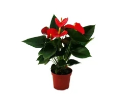 Töpfe<Exotenherz Flamingoblume Sierra Red Rot Anthurium Andreanum 14cm