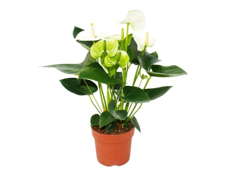 Töpfe<Exotenherz Flamingoblume Sierra White Weiss Anthurium Andreanum 14cm