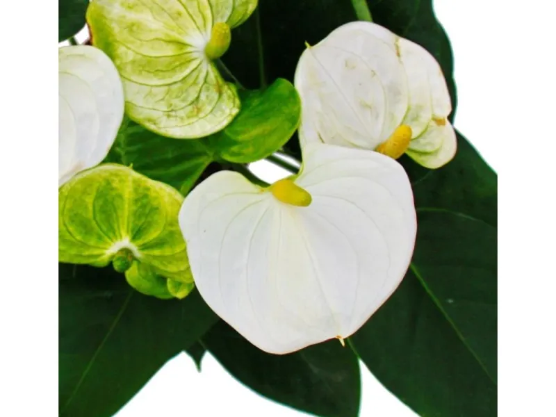 Töpfe<Exotenherz Flamingoblume Sierra White Weiss Anthurium Andreanum 14cm