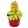 Töpfe<Exotenherz Fleischfressende Pflanze Zierliches Fettkraut Pinguicula Anna 9cm Topf