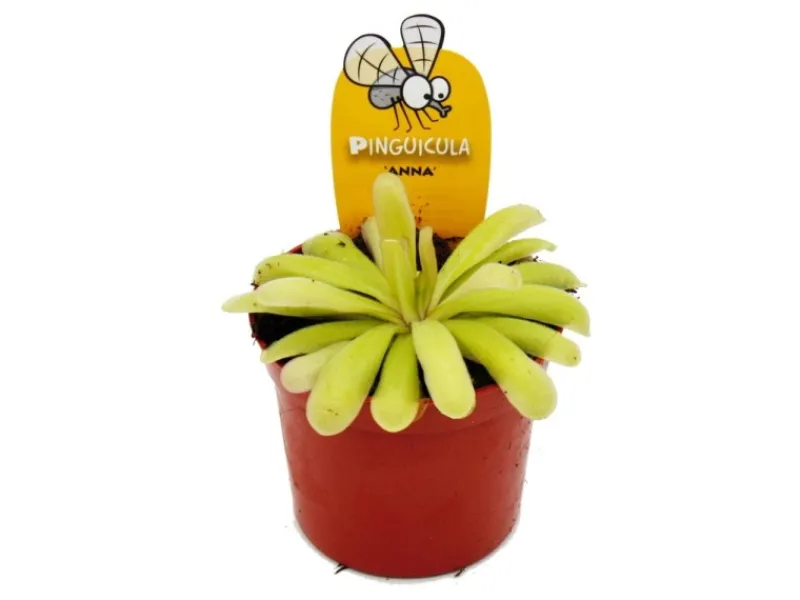 Töpfe<Exotenherz Fleischfressende Pflanze Zierliches Fettkraut Pinguicula Anna 9cm Topf