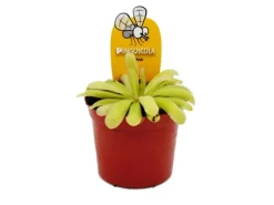 Töpfe<Exotenherz Fleischfressende Pflanze Zierliches Fettkraut Pinguicula Anna 9cm Topf