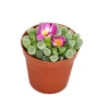 Töpfe<Exotenherz Frithia Pulchra Fensterblatt Kleine Pflanze im 5,5cm Topf