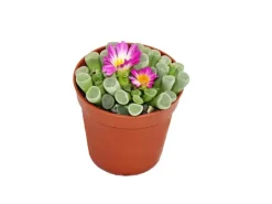 Töpfe<Exotenherz Frithia Pulchra Fensterblatt Kleine Pflanze im 5,5cm Topf