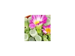 Töpfe<Exotenherz Frithia Pulchra Fensterblatt Kleine Pflanze im 5,5cm Topf