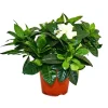 Töpfe<Exotenherz Gardenie Duftende Blütenpflanze mit Cremeweiß Farbenen Blüten 12cm Topf