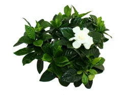 Töpfe<Exotenherz Gardenie Duftende Blütenpflanze mit Cremeweiß Farbenen Blüten 12cm Topf