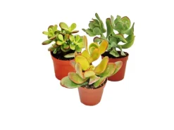 Exotenherz Geldbaum-Set 3 Verschiedene Crassula-Arten im 5,5cm Topf< Töpfe