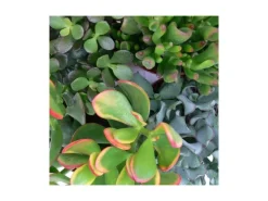 Exotenherz Geldbaum-Set 3 Verschiedene Crassula-Arten im 5,5cm Topf< Töpfe