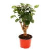 Exotenherz Glänzende Fiederaralie Polyscias Scutellaria Fabian Pflegeleichte Zimmerpflanze 12cm Topf< Töpfe