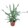 Exotenherz Goldtüpfelfarn Blue Star Phlebodium Aureum 12cm< Töpfe