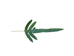 Exotenherz Goldtüpfelfarn Blue Star Phlebodium Aureum 12cm< Töpfe