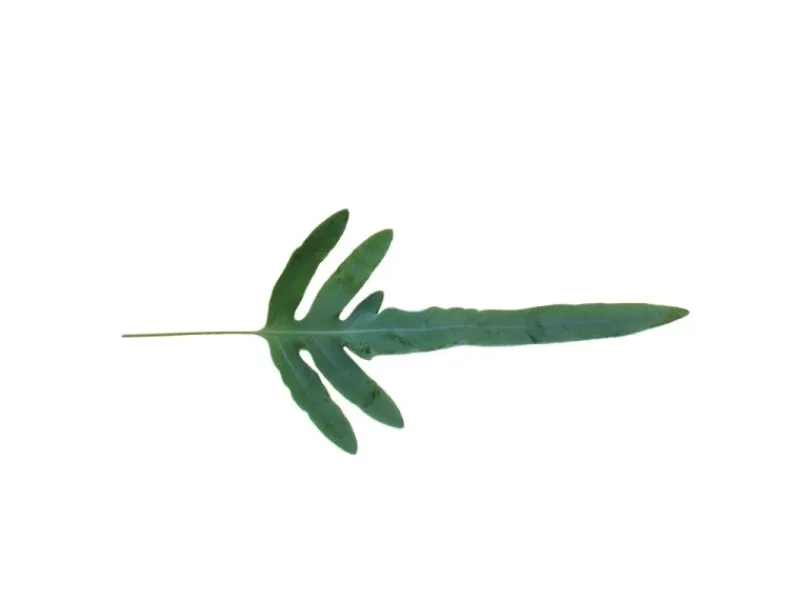 Exotenherz Goldtüpfelfarn Blue Star Phlebodium Aureum 12cm< Töpfe