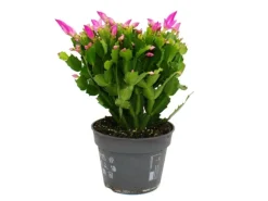 Töpfe<Exotenherz Großer Weihnachtskaktus Schlumbergera XXL 17cm Topf ca. 25-35cm Hoch Rosa Blüten Leuchtend Pink