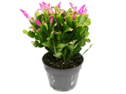 Töpfe<Exotenherz Großer Weihnachtskaktus Schlumbergera XXL 17cm Topf ca. 25-35cm Hoch Rosa Blüten Leuchtend Pink