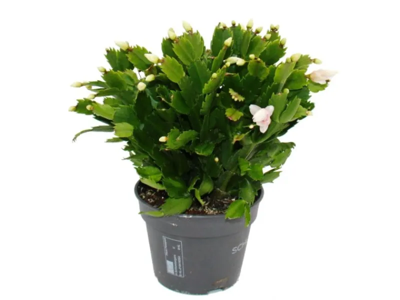 Exotenherz Großer Weihnachtskaktus Schlumbergera XXL 17cm Topf ca. 25-35cm Hoch Weisse Blüten< Töpfe