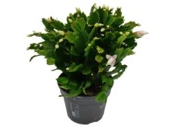 Exotenherz Großer Weihnachtskaktus Schlumbergera XXL 17cm Topf ca. 25-35cm Hoch Weisse Blüten< Töpfe