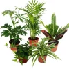 New Exotenherz Großes Zimmerpflanzen Set mit 5 Pflanzen 9cm