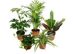 New Exotenherz Großes Zimmerpflanzen Set mit 5 Pflanzen 9cm