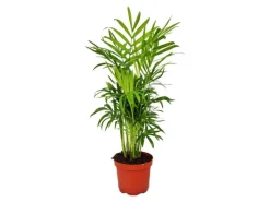 New Exotenherz Großes Zimmerpflanzen Set mit 5 Pflanzen 9cm