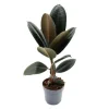 Outlet Exotenherz Gummibaum Ficus Elastica Abidjan 11cm Topf