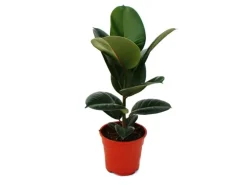 Sale Exotenherz Gummibaum Ficus Elastica Robusta 17cm Topf