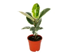 Exotenherz Gummibaumduo 2Er Set mit 2 Verschiedenen Ficus Elastica Pflanzen 17cm Topf< Töpfe