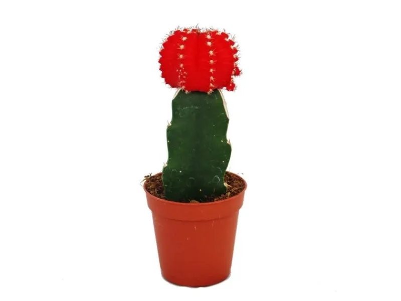 Best Exotenherz Gymnocalycium Mihanovichii Erdbeerkaktus Rot 5,5cm Topf
