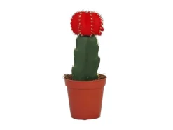 Best Exotenherz Gymnocalycium Mihanovichii Erdbeerkaktus Rot 5,5cm Topf