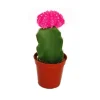 Töpfe<Exotenherz Gymnocalycium Mihanovichii Erdbeerkaktus Rosa 5,5cm Topf