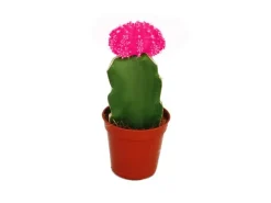 Töpfe<Exotenherz Gymnocalycium Mihanovichii Erdbeerkaktus Rosa 5,5cm Topf
