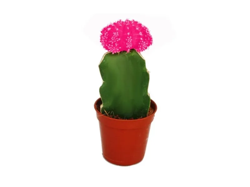 Töpfe<Exotenherz Gymnocalycium Mihanovichii Erdbeerkaktus Rosa 5,5cm Topf