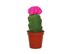 Töpfe<Exotenherz Gymnocalycium Mihanovichii Erdbeerkaktus Rosa 5,5cm Topf