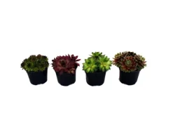 Exotenherz Hauswurz Set Aus 4 Verschiedenen Sempervivum-Sorten