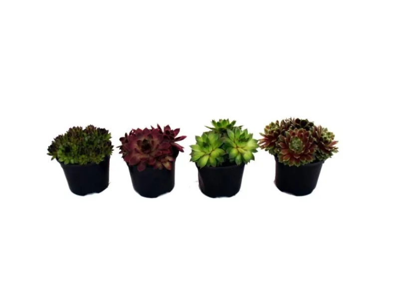 Exotenherz Hauswurz Set Aus 4 Verschiedenen Sempervivum-Sorten