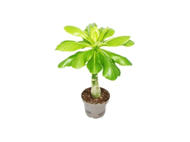 Töpfe<Exotenherz Hawaiipalme Brighamia Insignis