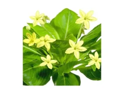 Töpfe<Exotenherz Hawaiipalme Brighamia Insignis