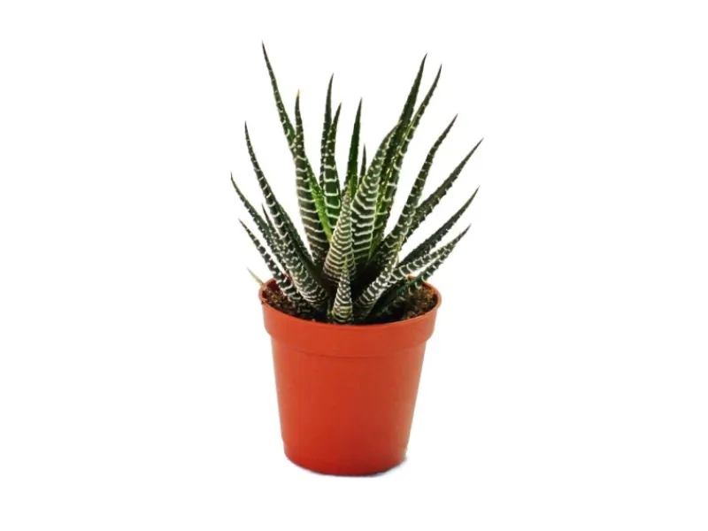 Exotenherz Haworthia Fasciata Kleine Pflanze im 5,5cm Topf