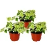 Sale Exotenherz Hedera Helix 3er Set Efeu Weißbuntes Laub 9cm Topf