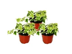 Sale Exotenherz Hedera Helix 3er Set Efeu Weißbuntes Laub 9cm Topf