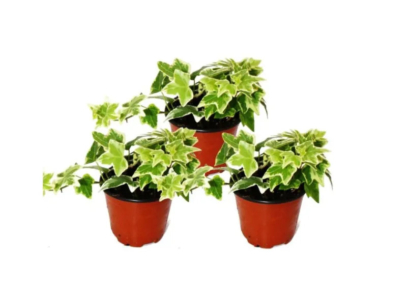 Sale Exotenherz Hedera Helix 3er Set Efeu Weißbuntes Laub 9cm Topf