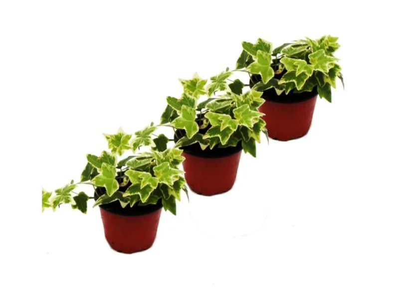 Sale Exotenherz Hedera Helix 3er Set Efeu Weißbuntes Laub 9cm Topf